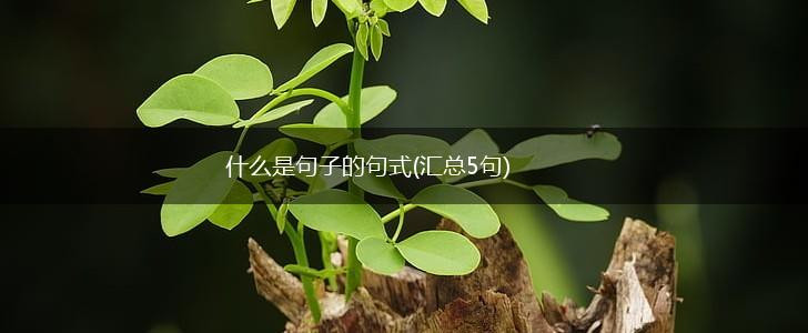 什么是句子的句式(汇总5句),第1张