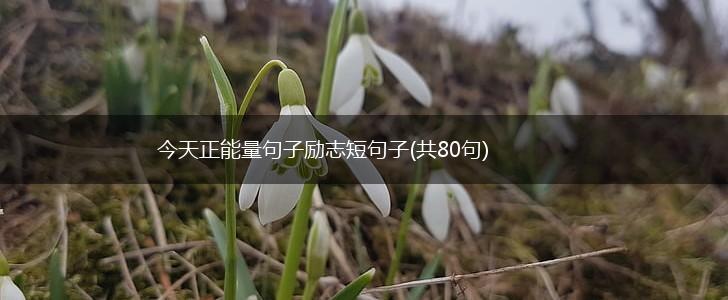 今天正能量句子励志短句子(共80句),第1张