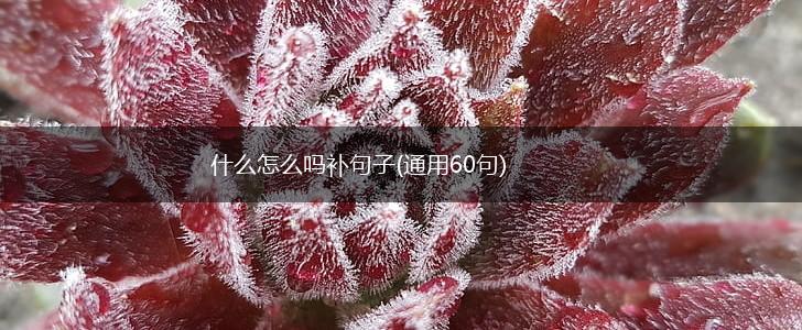 什么怎么吗补句子(通用60句),第1张