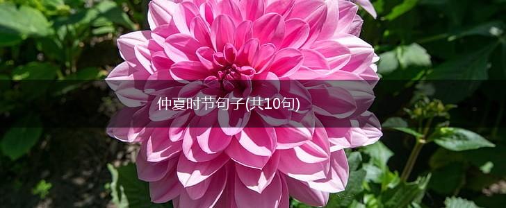 仲夏时节句子(共10句),第1张