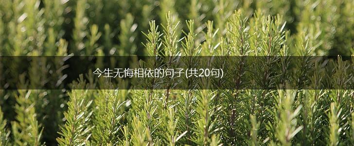 今生无悔相依的句子(共20句),第1张