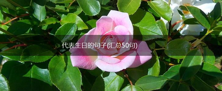 代表生日的句子(汇总50句),第1张