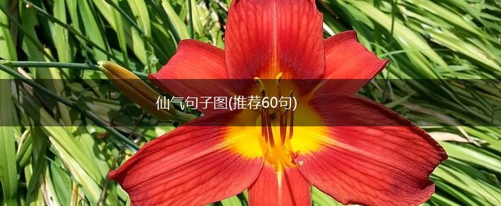 仙气句子图(推荐60句),第1张