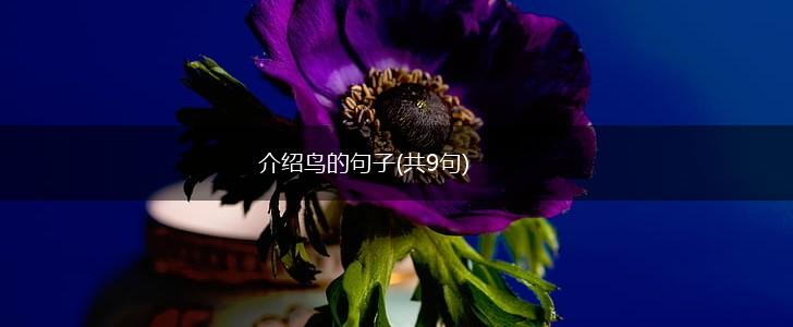 介绍鸟的句子(共9句),第1张