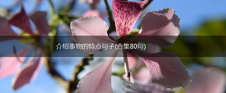 介绍事物的特点句子(合集80句),第1张