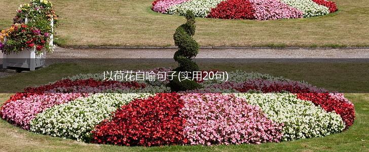 以荷花自喻句子(实用20句),第1张