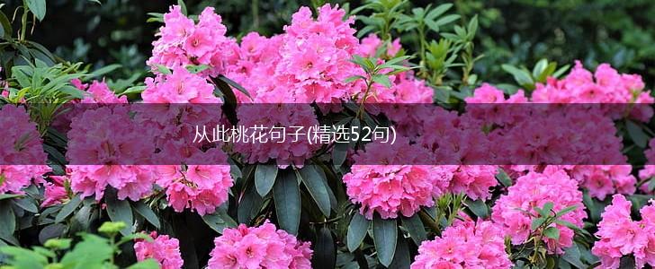 从此桃花句子(精选52句),第1张