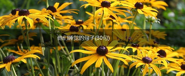 他们睡觉的句子(30句),第1张