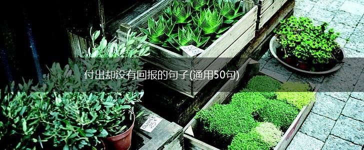 付出却没有回报的句子(通用50句),第1张