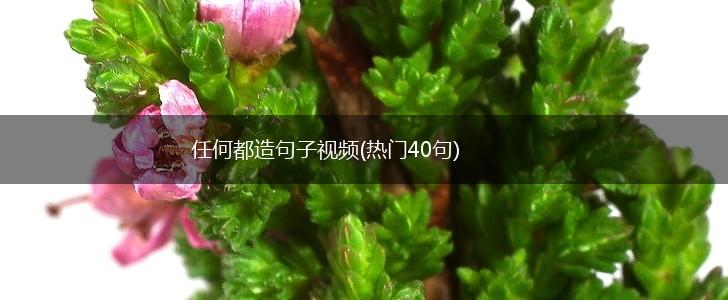 任何都造句子视频(热门40句),第1张