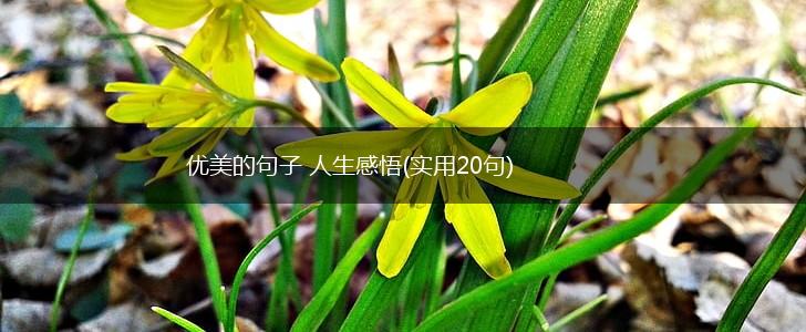 优美的句子 人生感悟(实用20句),第1张