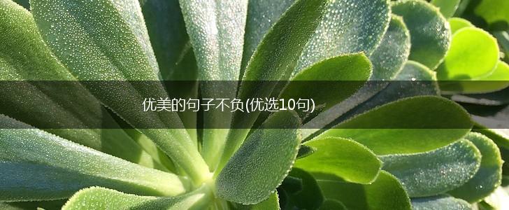优美的句子不负(优选10句),第1张