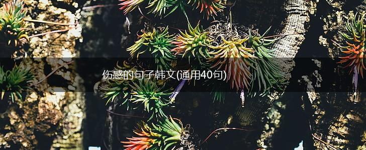 伤感的句子韩文(通用40句),第1张
