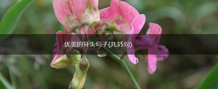 优美的开头句子(共35句),第1张