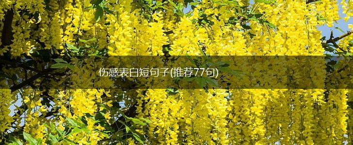 伤感表白短句子(推荐77句),第1张