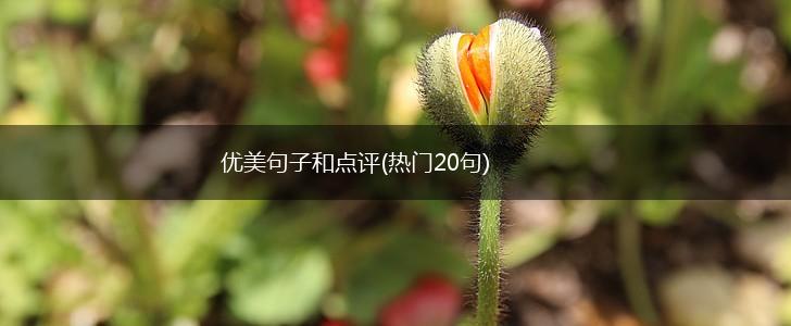 优美句子和点评(热门20句),第1张