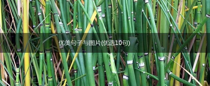 优美句子与图片(优选10句),第1张