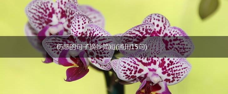 伤感的句子摘抄简短(通用15句),第1张