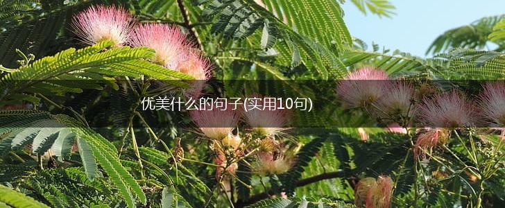 优美什么的句子(实用10句),第1张