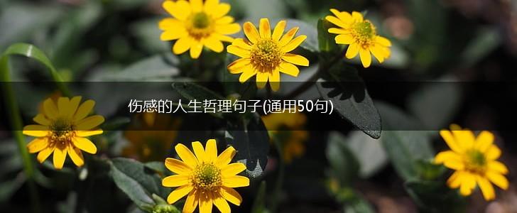 伤感的人生哲理句子(通用50句),第1张