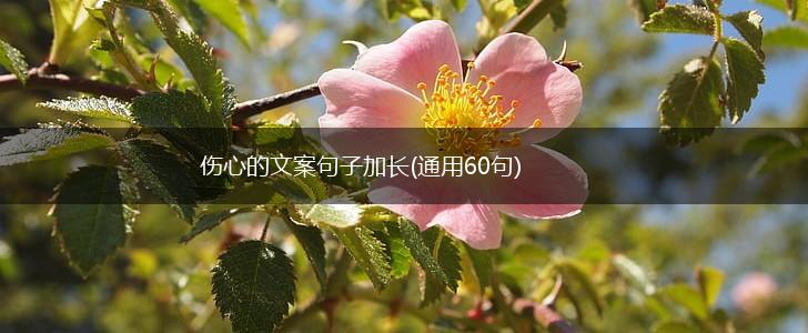 伤心的文案句子加长(通用60句),第1张