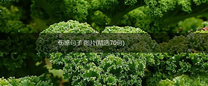 伤感句子 图片(精选70句),第1张